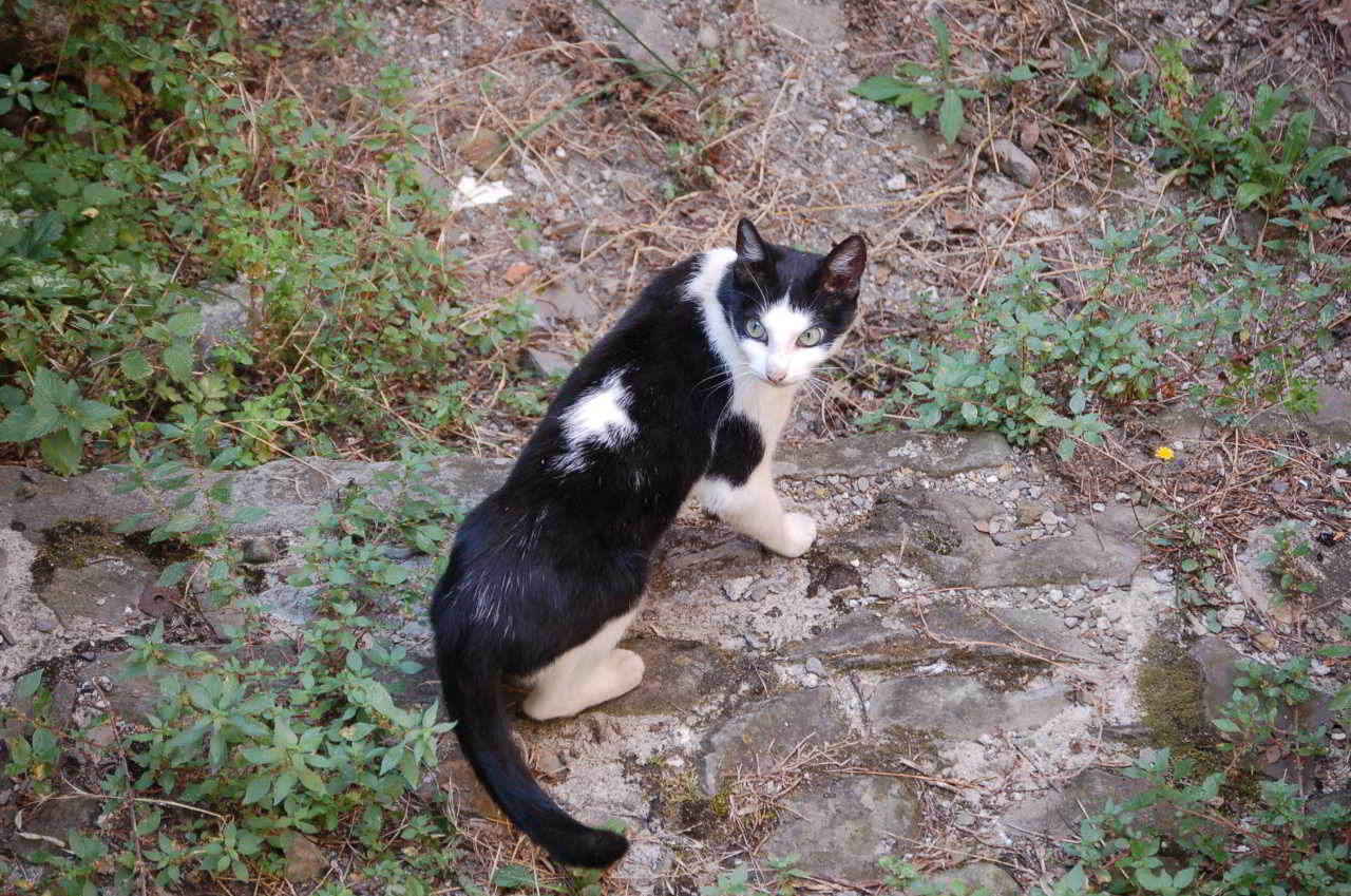 Katze schwaz weiss auf Erkundungstour im Katzenrevier