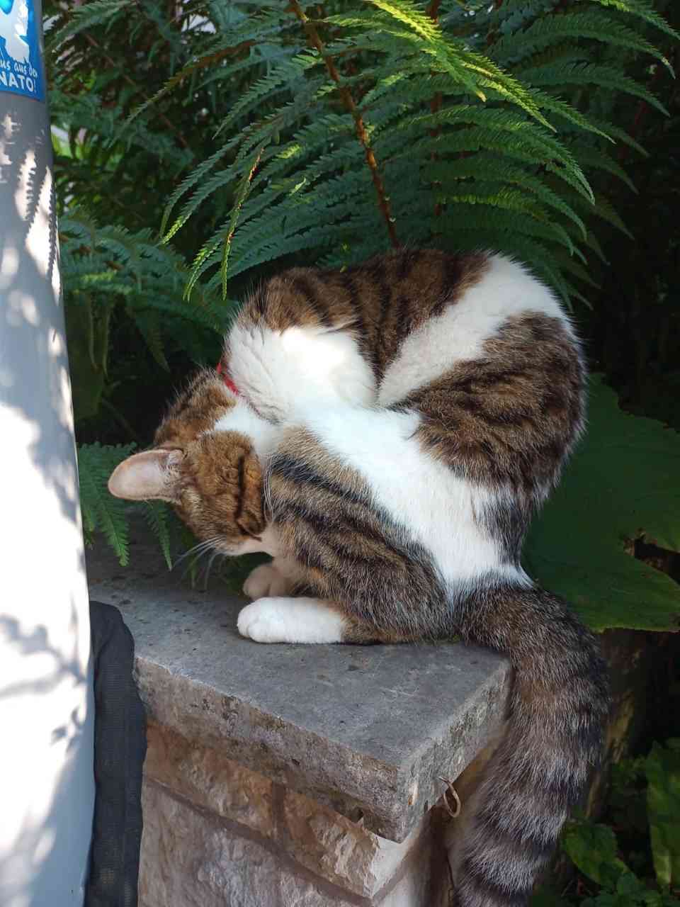 Katzen putzen sich sehr viel