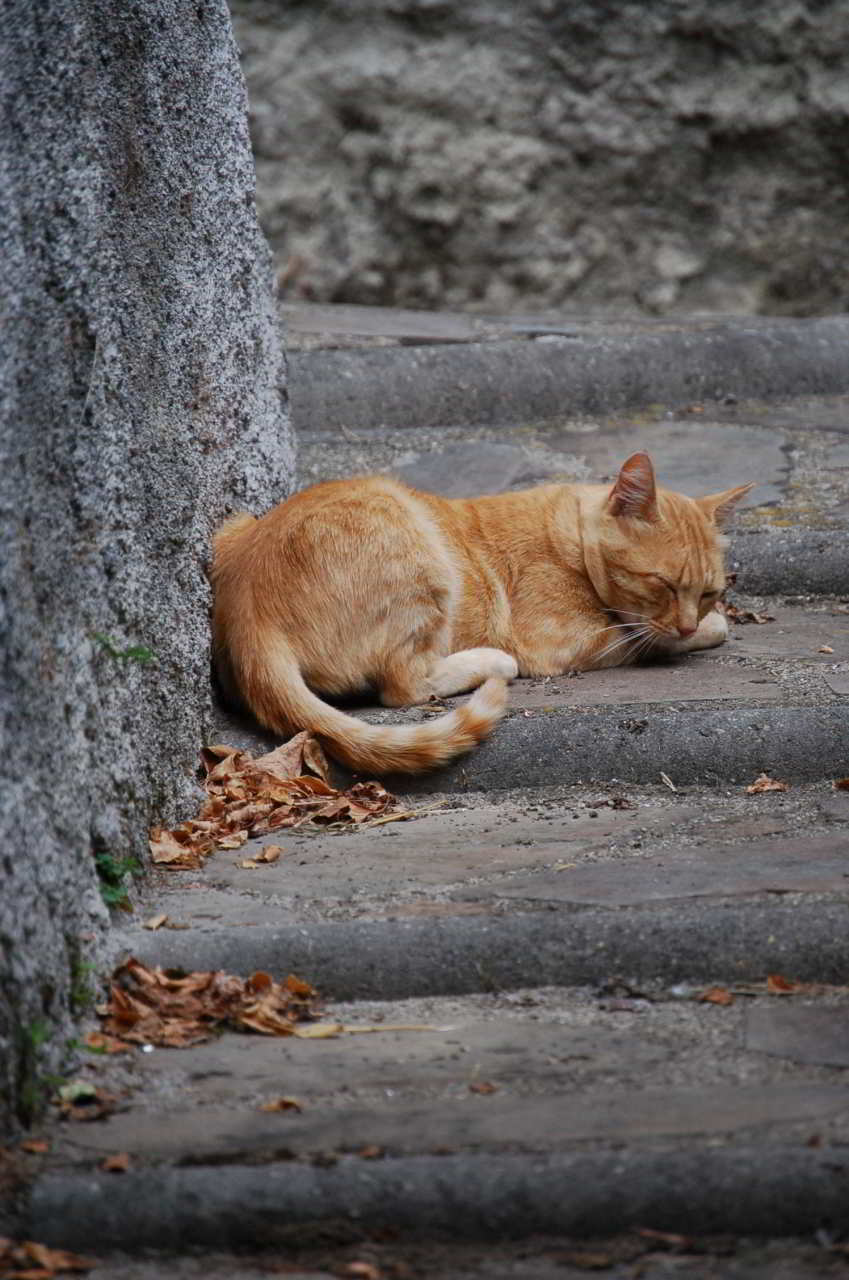 helle getigerte schlafende Katze oder Tiger