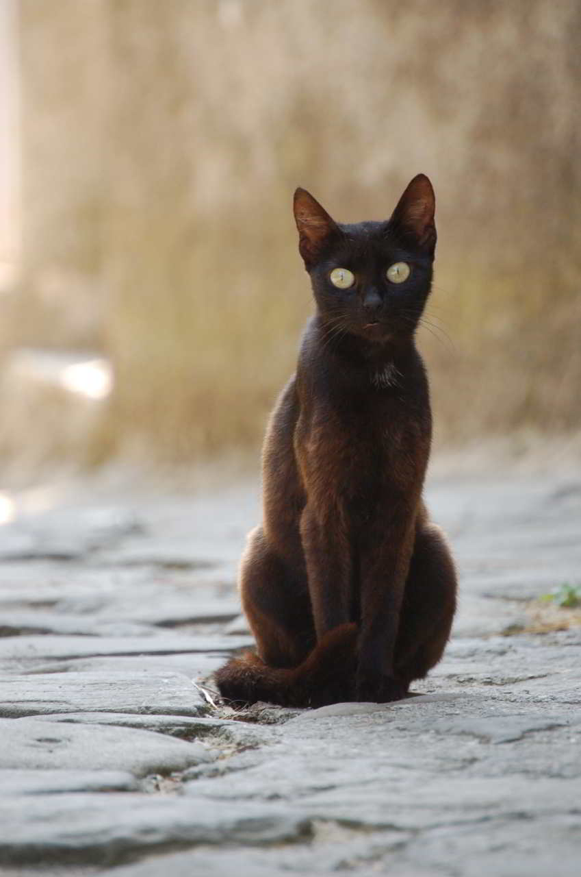 schwarz-braune Katze
