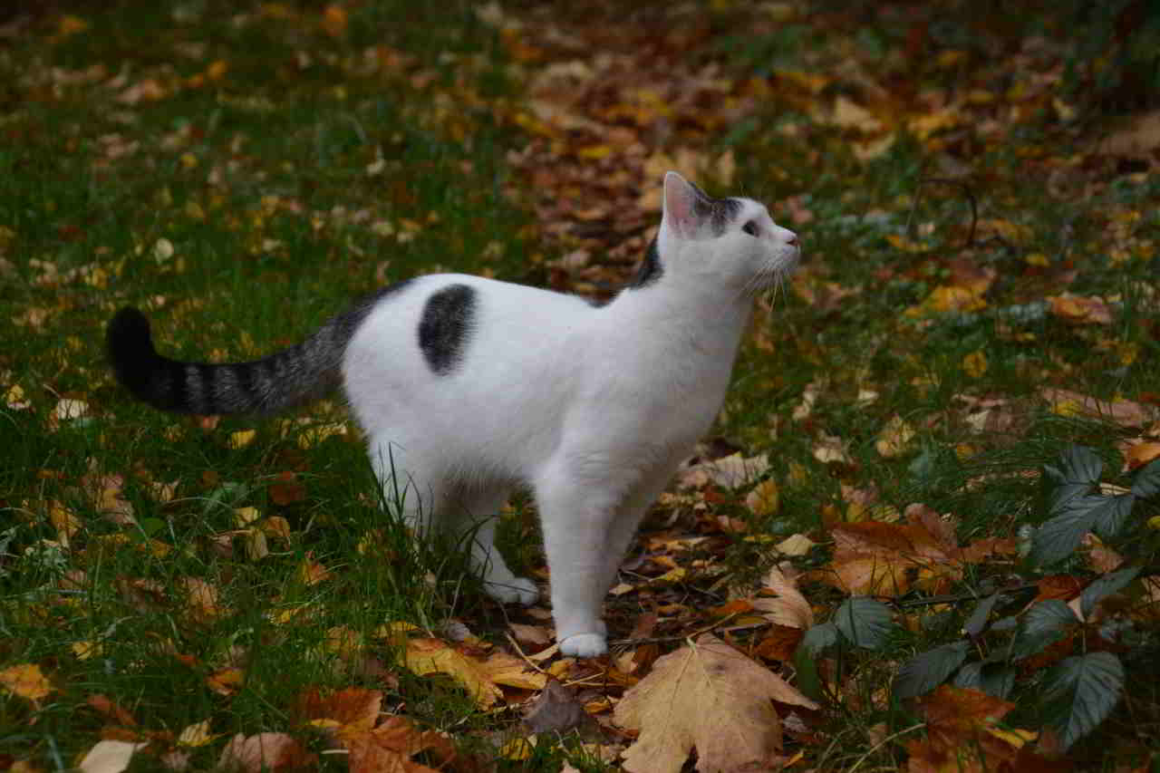 auf der Suche nach der passenden Katze